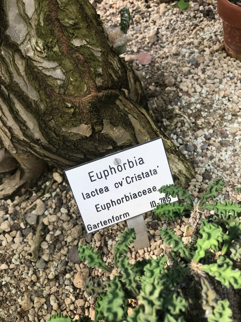 Si vede una euforbia candelabro con un cartellino della pianta associato su terreno ghiaioso in un giardino.