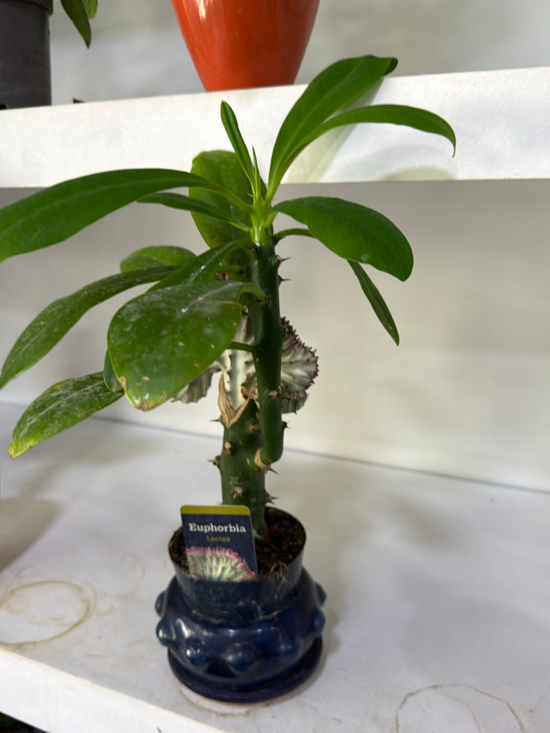 Euforbia corallina — Bild 1
