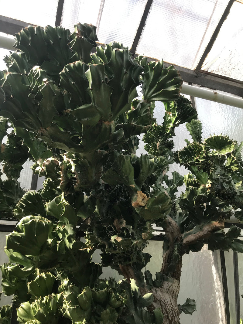 Si vede una grande Euphorbia lactea con germogli succulenti ramificati a ventaglio all'interno di una serra. La pianta cresce davanti a una parete di vetro.