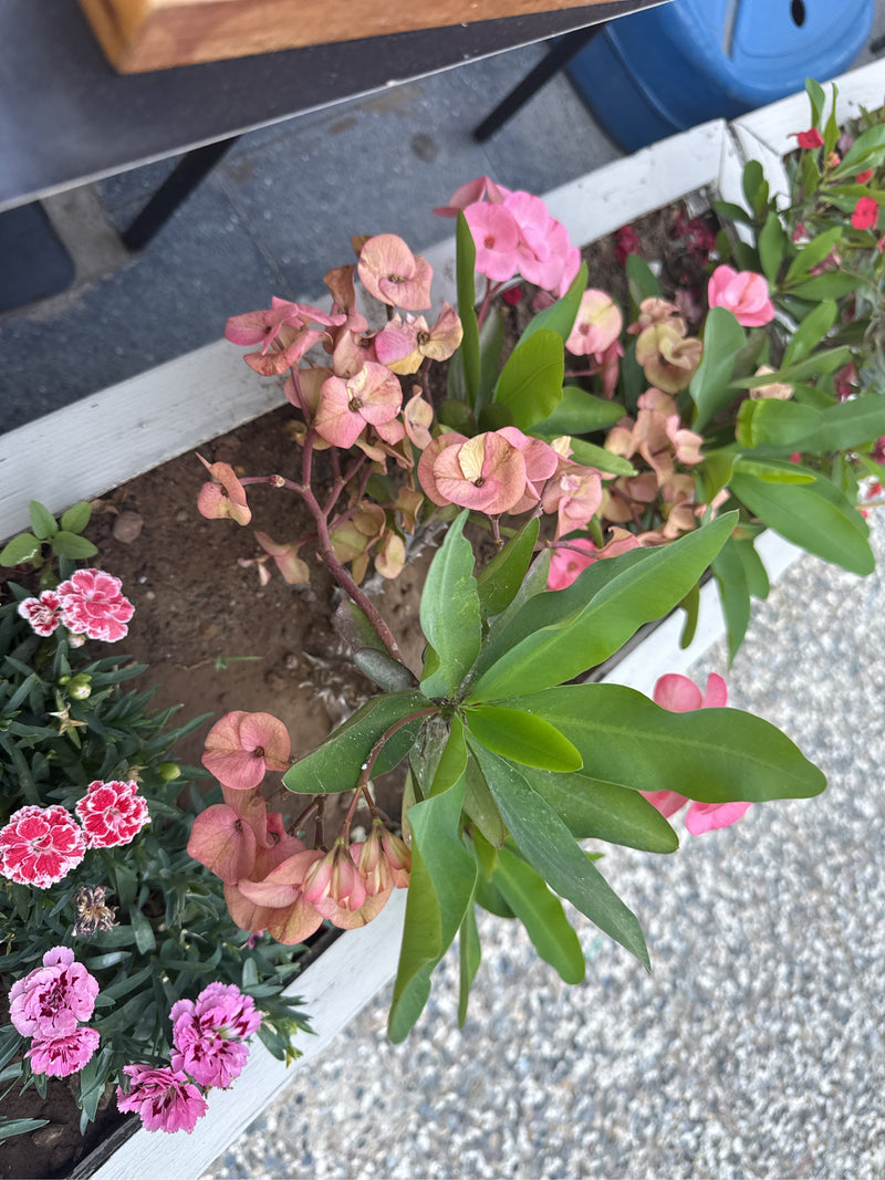 Euforbia corallina — foto 4 di 19
