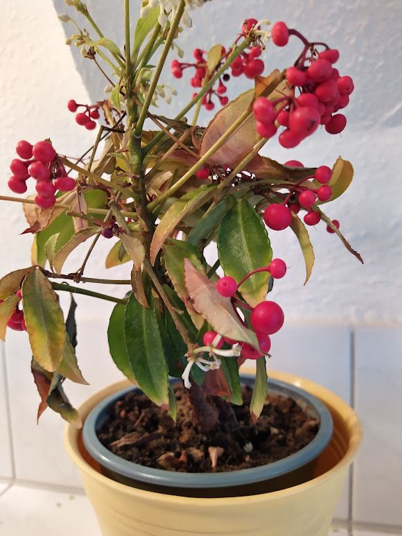Coralberry — Bild 1