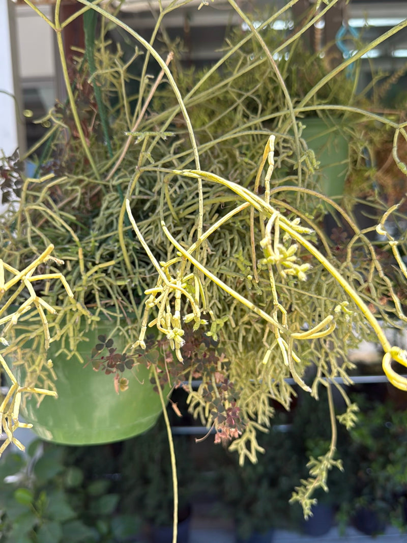 Cactus di corallo — Bild 1