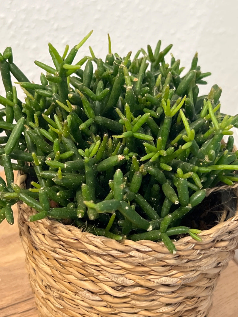 Cactus di corallo — Bild 1