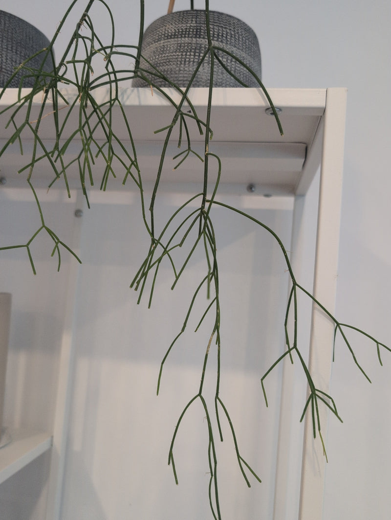 Si vede un cactus del vischio in un vaso grigio su uno scaffale metallico bianco. I sottili steli verdi pendono verso il basso.