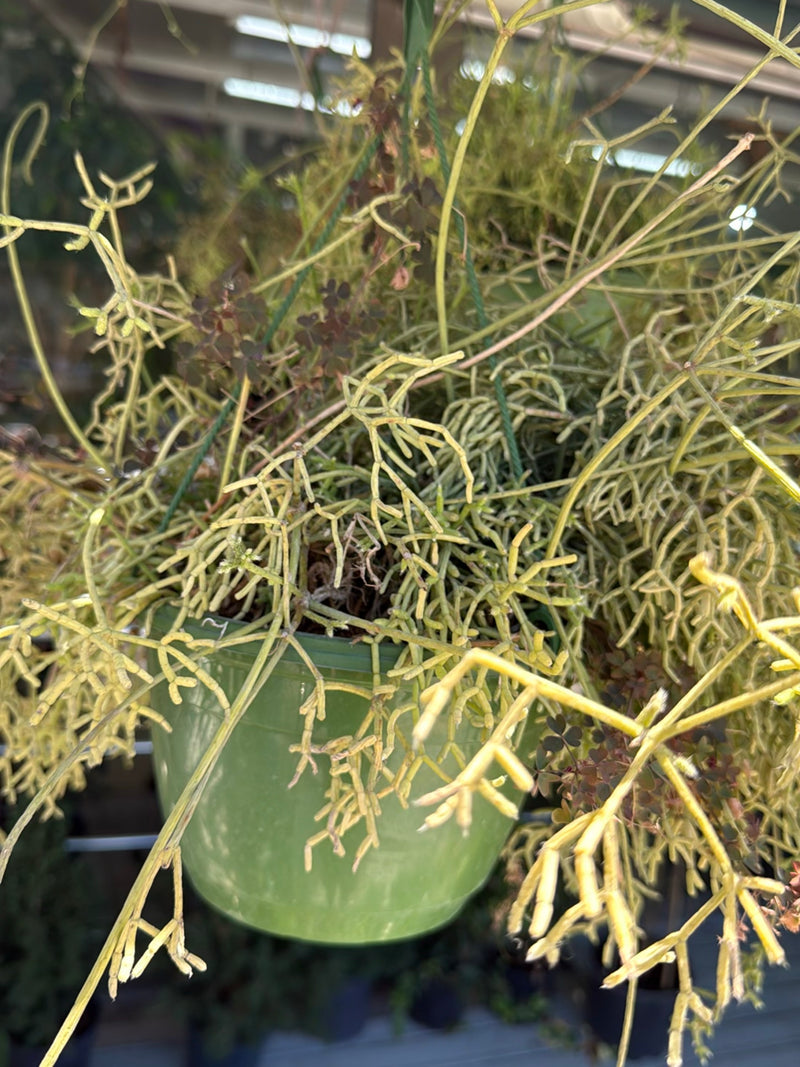 È visibile un cactus corallo con i suoi caratteristici steli sottili e ramificati. La pianta cresce in un vaso da fiori appeso verde.