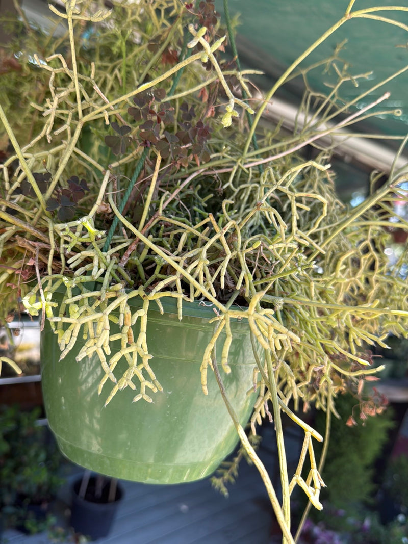 Si vede un cactus Rhipsalis con i suoi caratteristici steli sottili e ramificati che crescono da un vaso appeso verde.