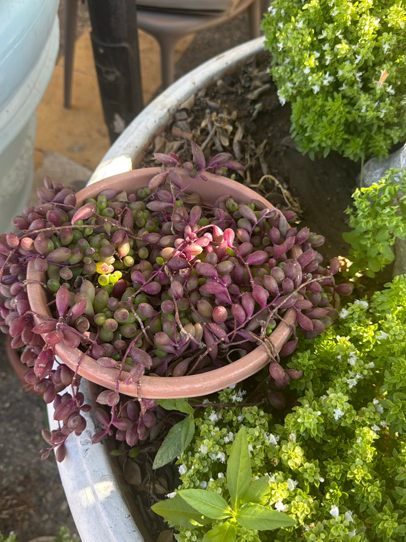 Cactus di corallo — foto 2 di 6