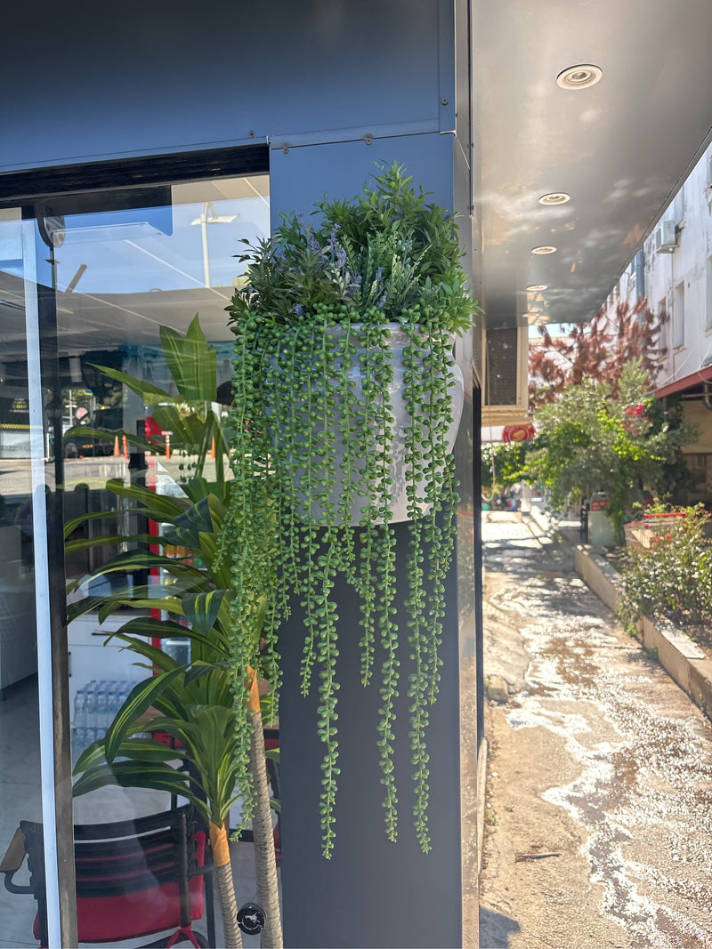 Cactus di corallo — foto 3 di 6