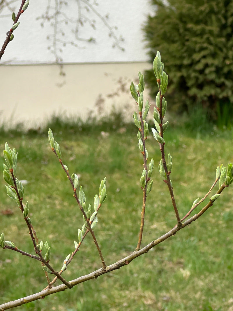 Salice di vimini — Bild 1