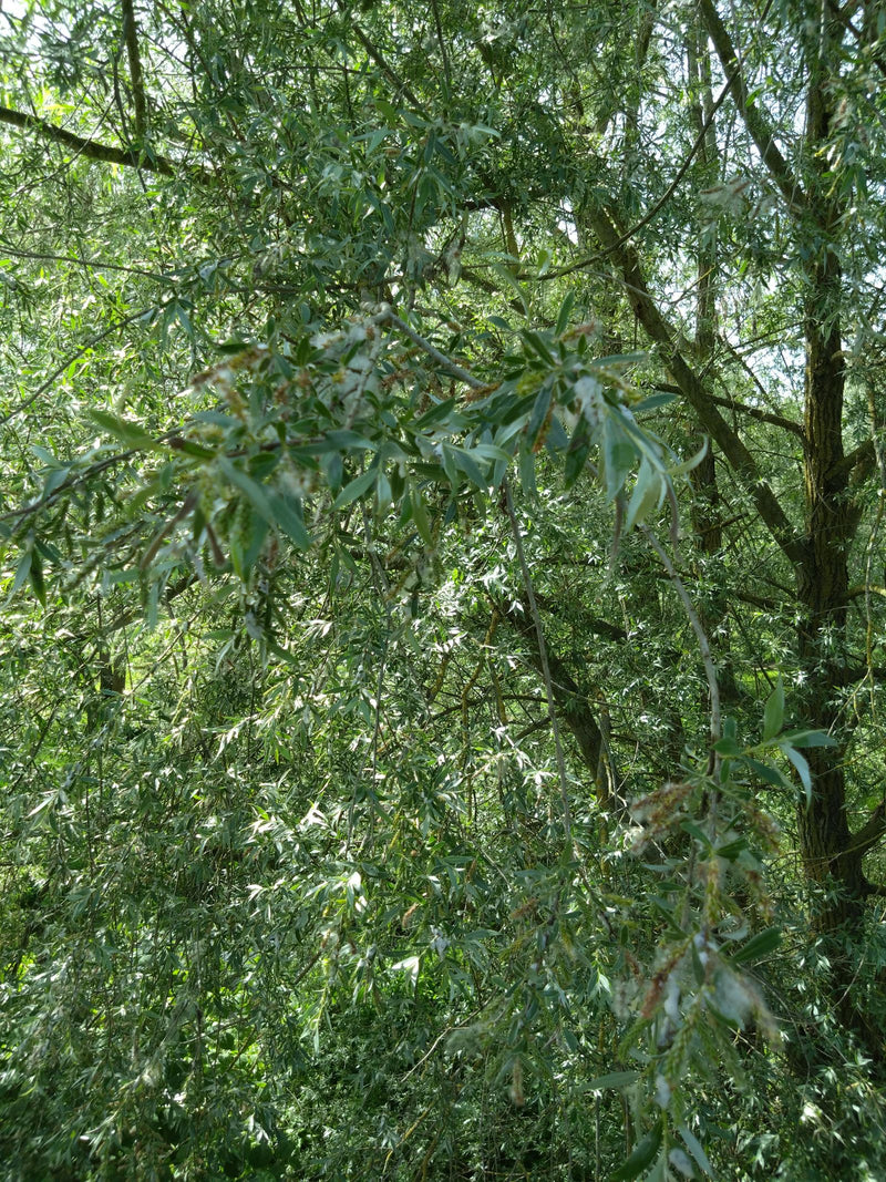 Sono visibili le caratteristiche foglie strette e lanceolate e i rametti di un vimine. La pianta si trova nel suo ambiente naturale tra altri alberi.