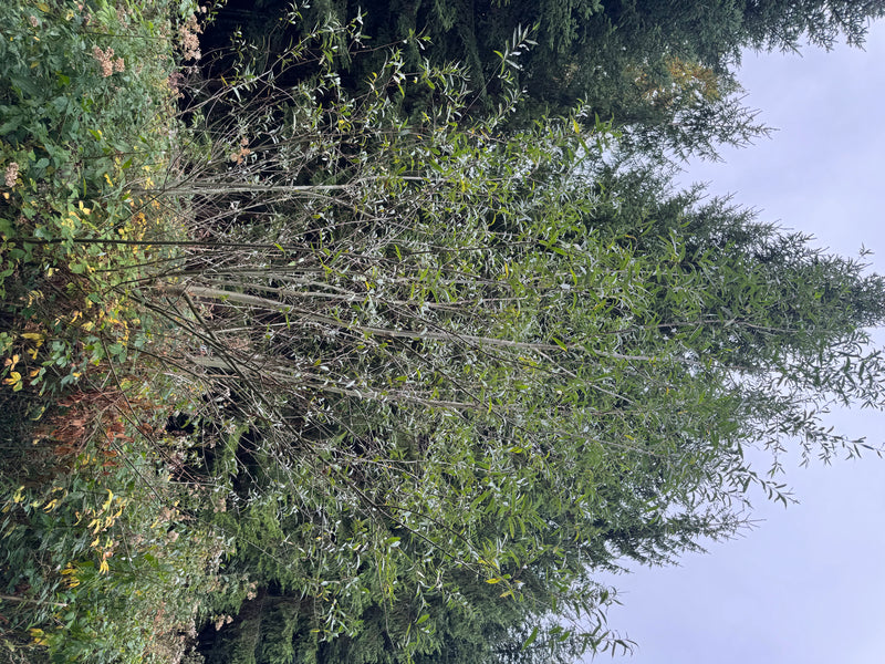 Un arbusto di salice da vimini a più fusti con rami eretti e foglie strette davanti a una foresta di conifere.