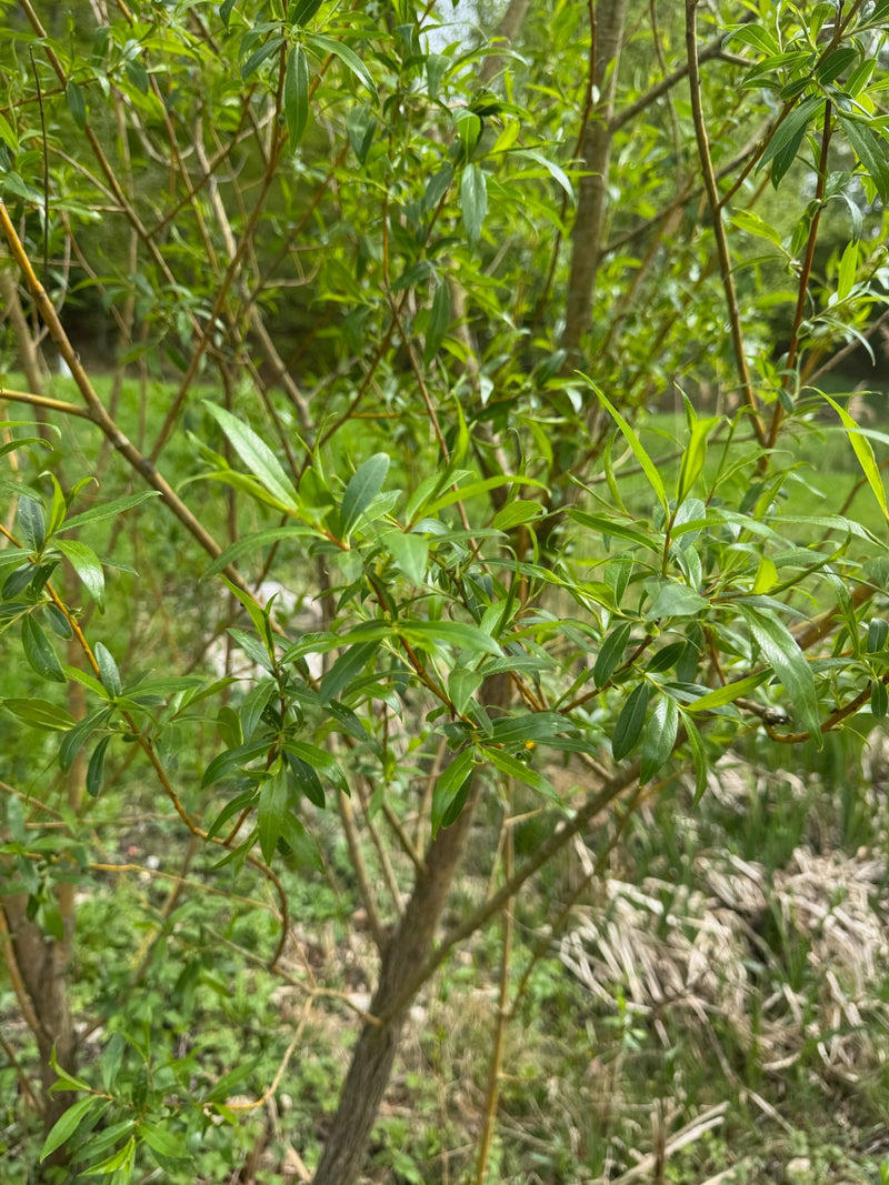 Si vede una sezione di un vimine con le sue tipiche foglie verdi strette e germogli ramificati. La pianta cresce in un ambiente naturale.