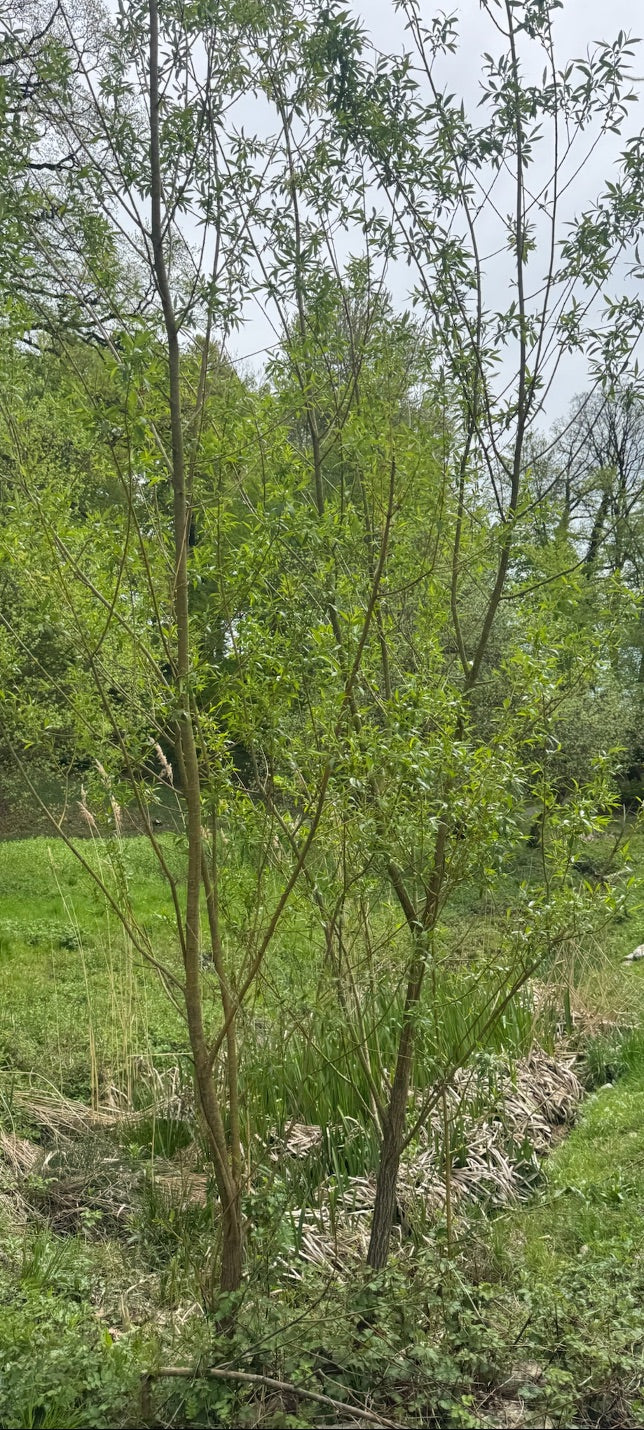 Si vede un giovane vimine con rami lunghi e sottili e foglie strette. L'albero si trova in un ambiente naturale su una sponda erbosa.