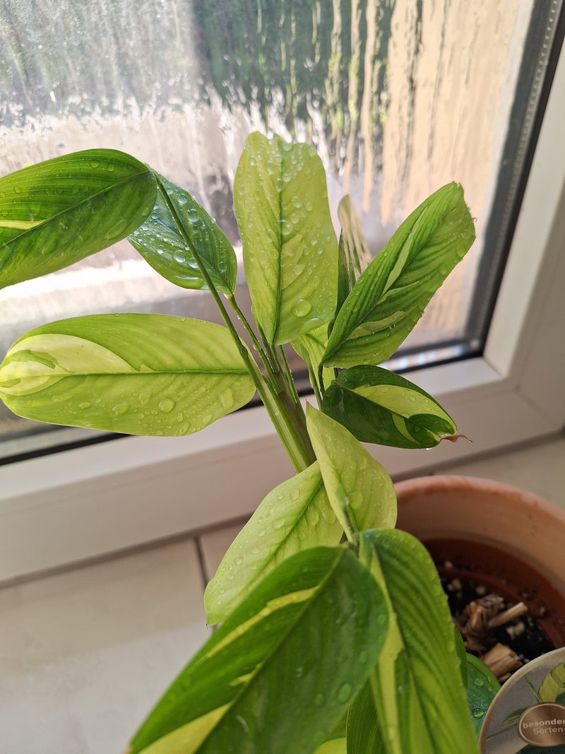 L'immagine mostra una pianta serpente a sonagli con le sue tipiche foglie decorate in un vaso da fiori. Le foglie sono leggermente bagnate da gocce d'acqua.
