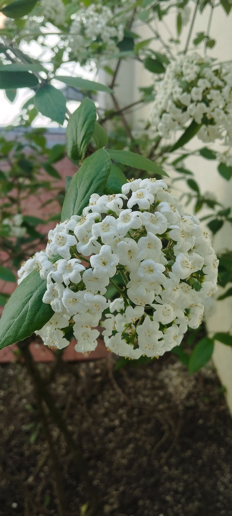 Palla di neve coreana — Bild 1