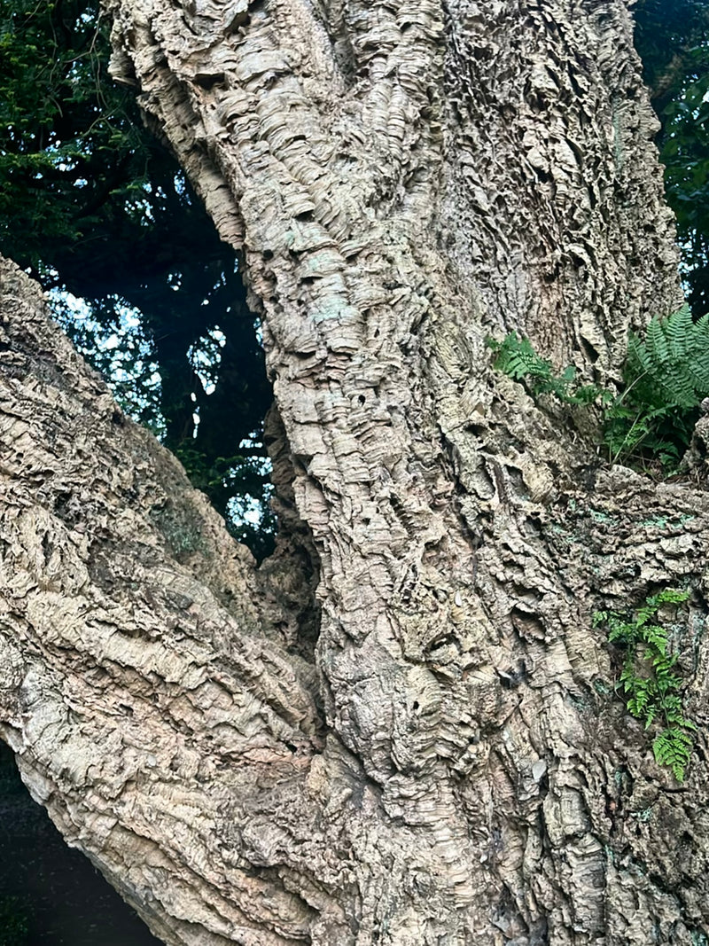 Quercia da sughero — Bild 3