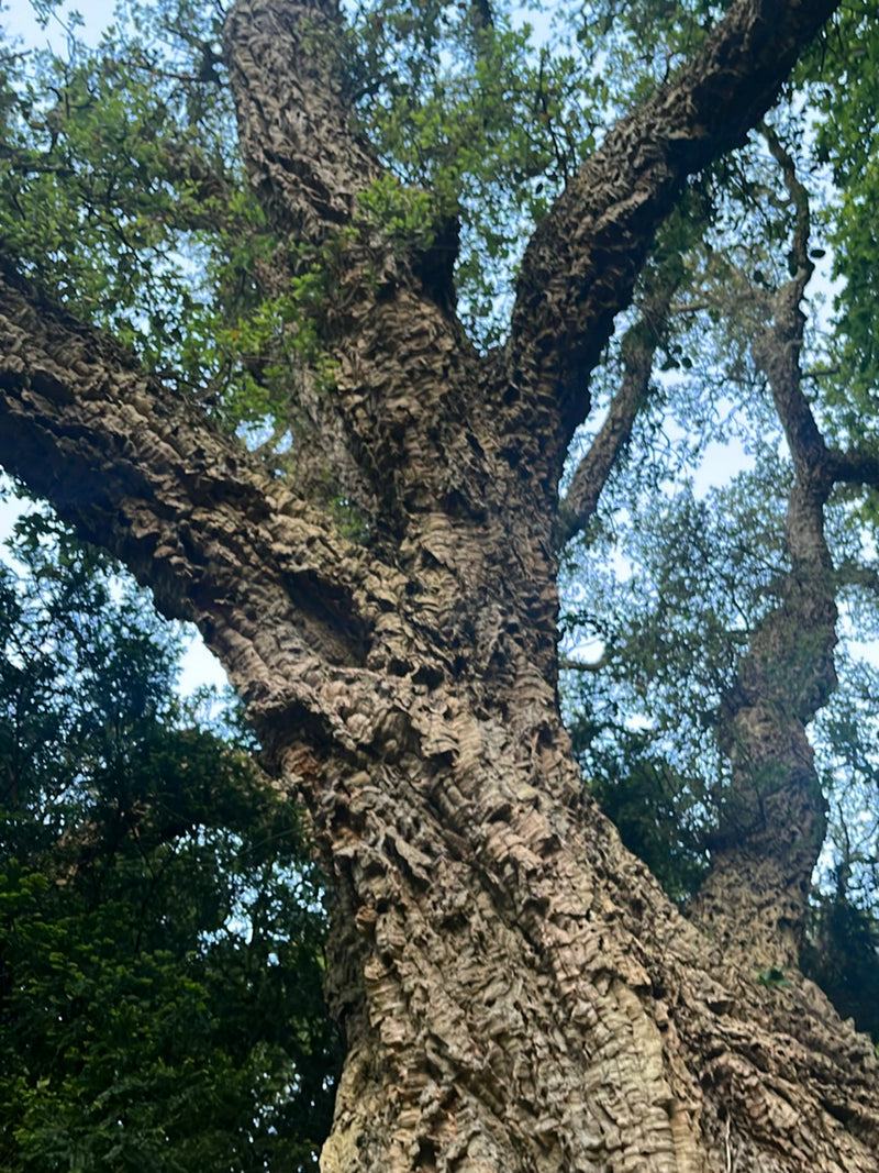 Quercia da sughero — Bild 2