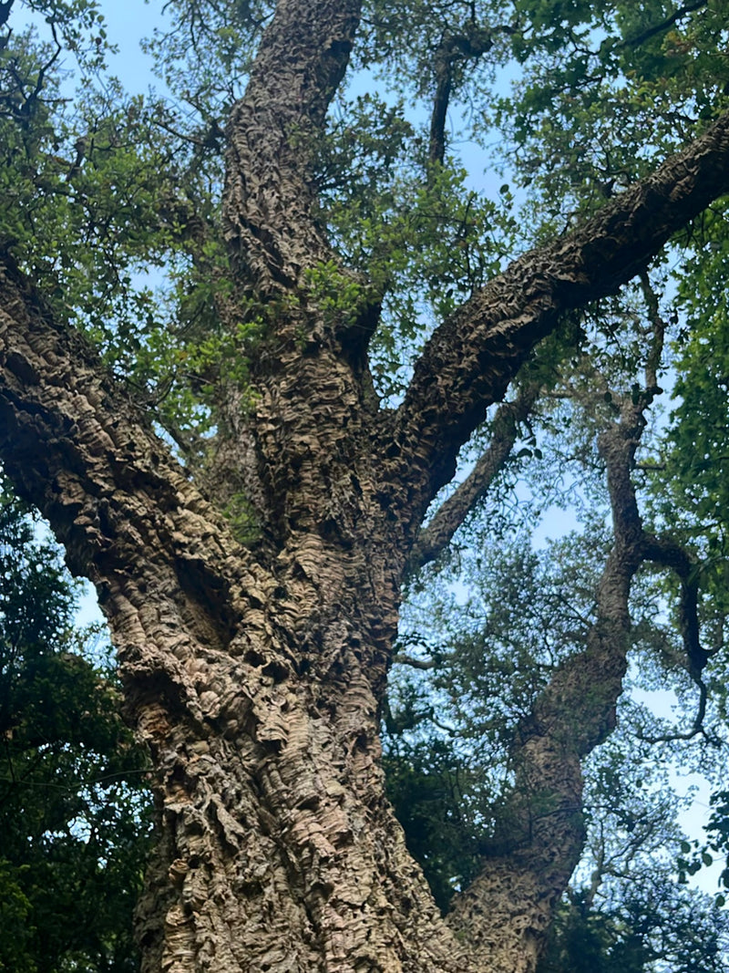 Quercia da sughero — Bild 1