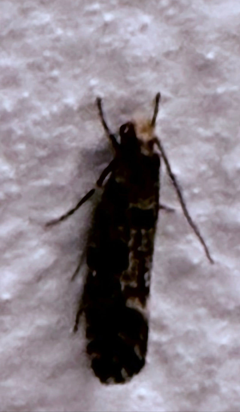 Falena di sughero — Bild 3