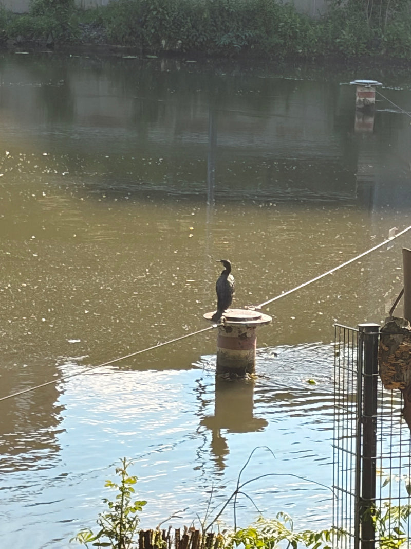 cormorano — Bild 1