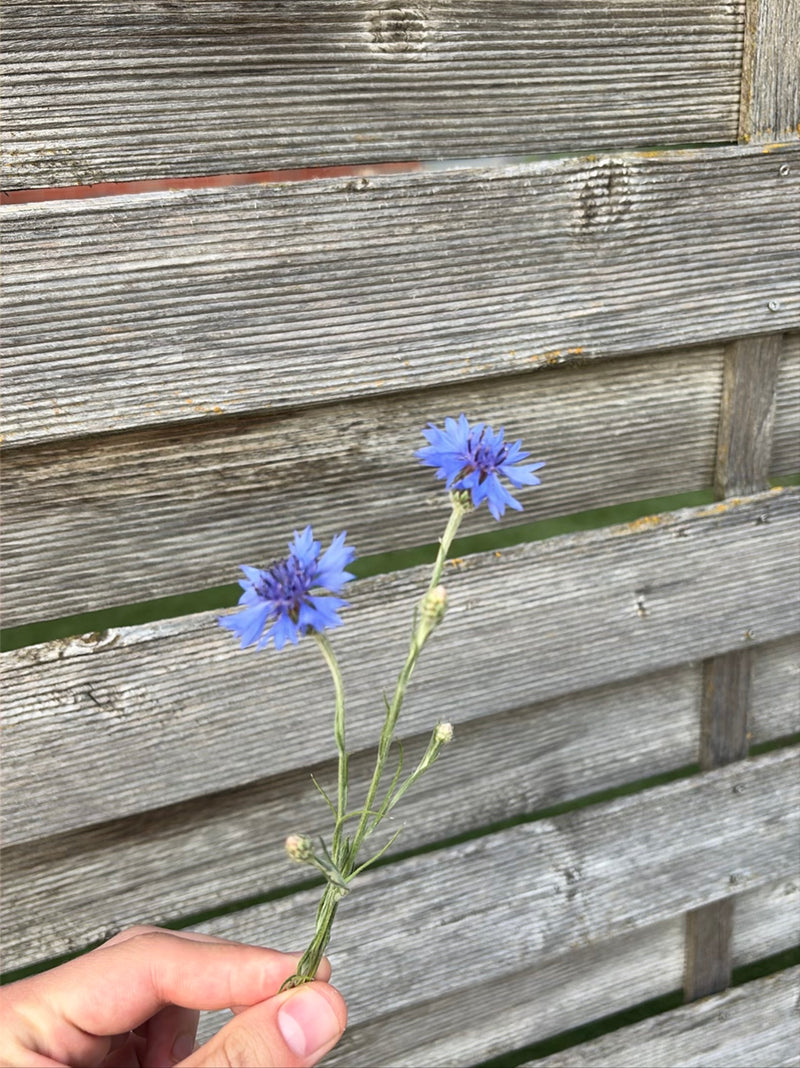 Fiordaliso — Bild 1