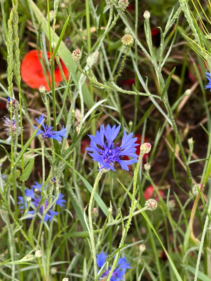 L'immagine mostra un fiordaliso in fiore con caratteristici petali blu. Cresce in mezzo all'erba verde e ad altre piante da prato.