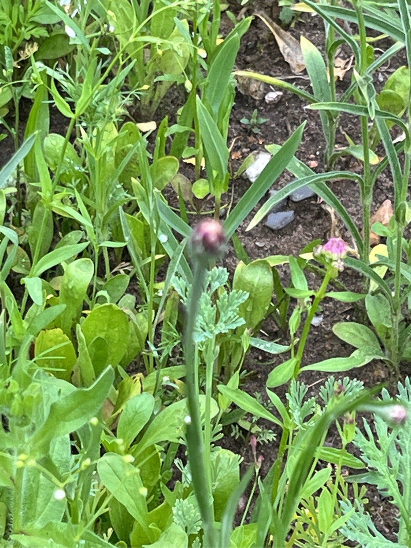 Fiordaliso — foto 2 di 6