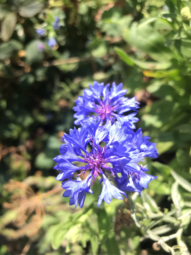 Fiordaliso — foto 5 di 6