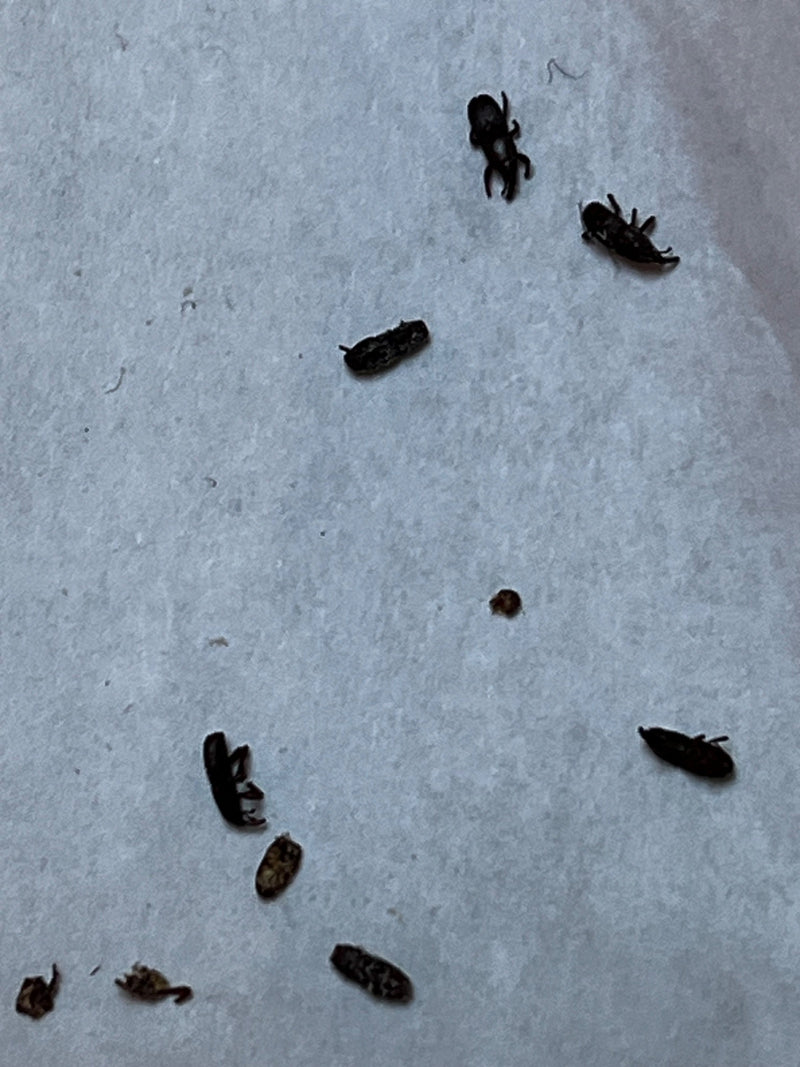 Scarabeo del grano — Bild 1