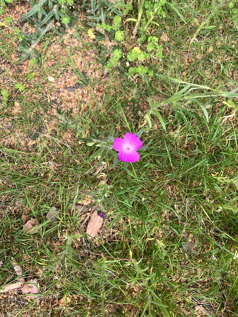 Ruota di mais — Bild 2