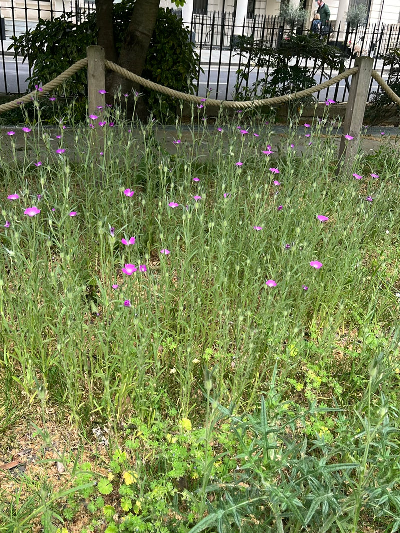 Ruota di mais — Bild 1