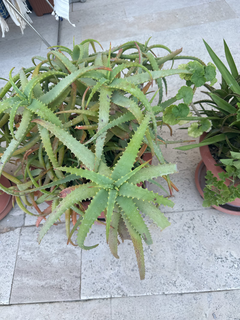 Aloe Krantz — Bild 1