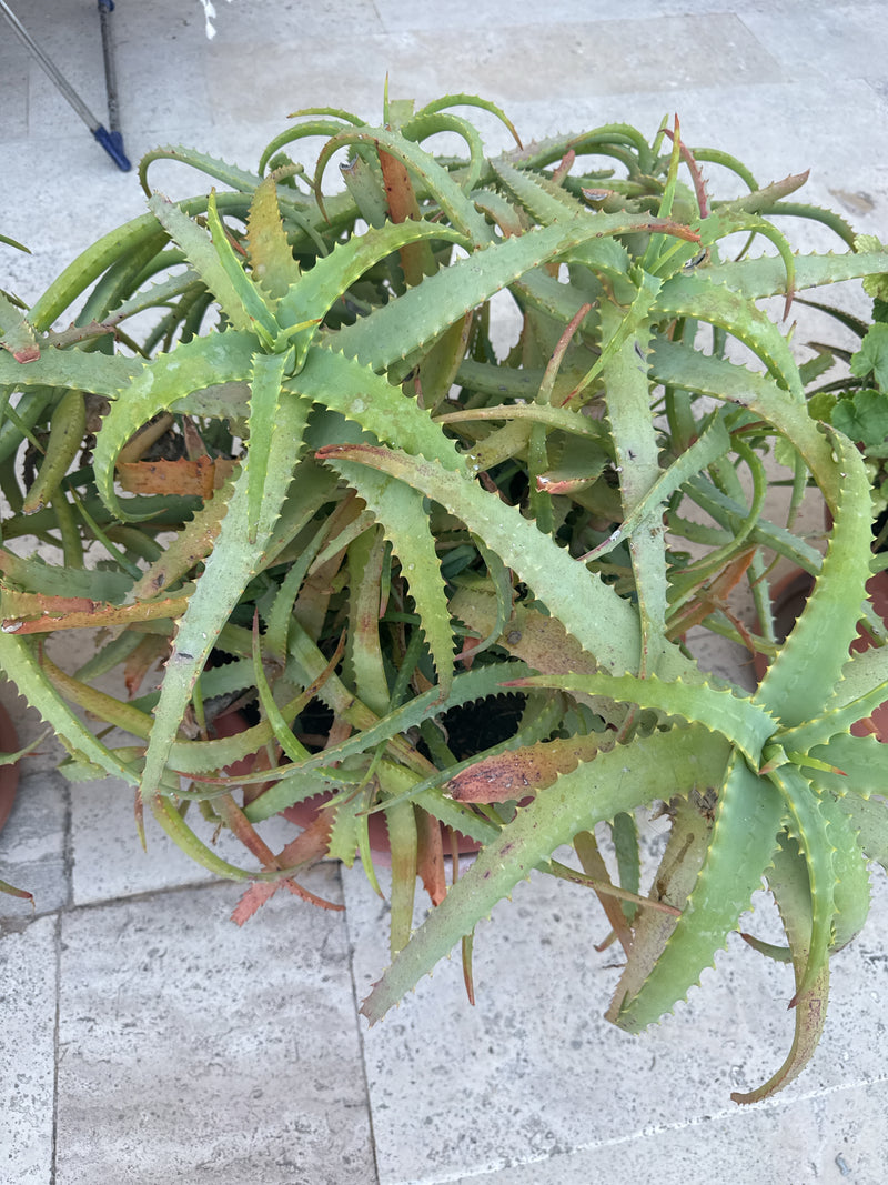 Aloe Krantz — Bild 3