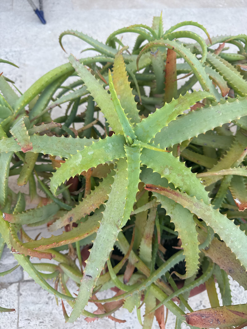 Aloe Krantz — Bild 4