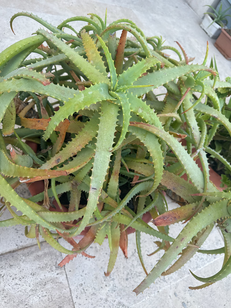 Aloe Krantz — Bild 2