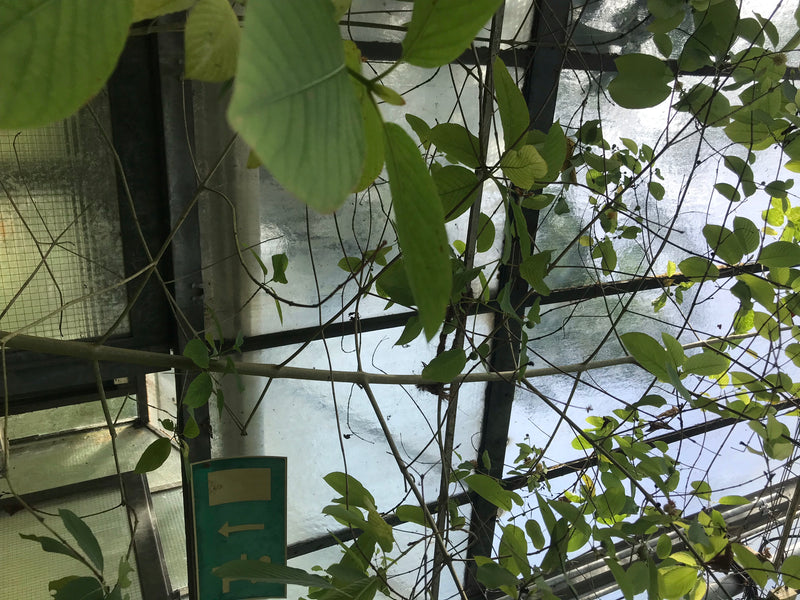 Kratom — foto 1 di 3