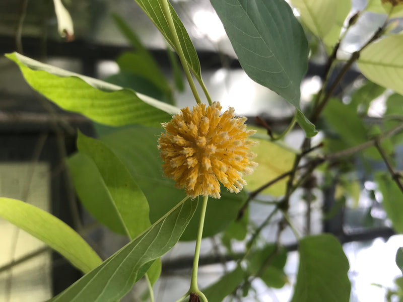 Kratom — foto 3 di 3