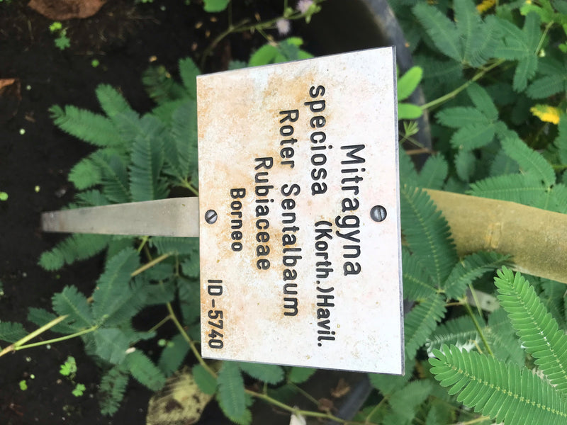 Kratom — foto 2 di 3