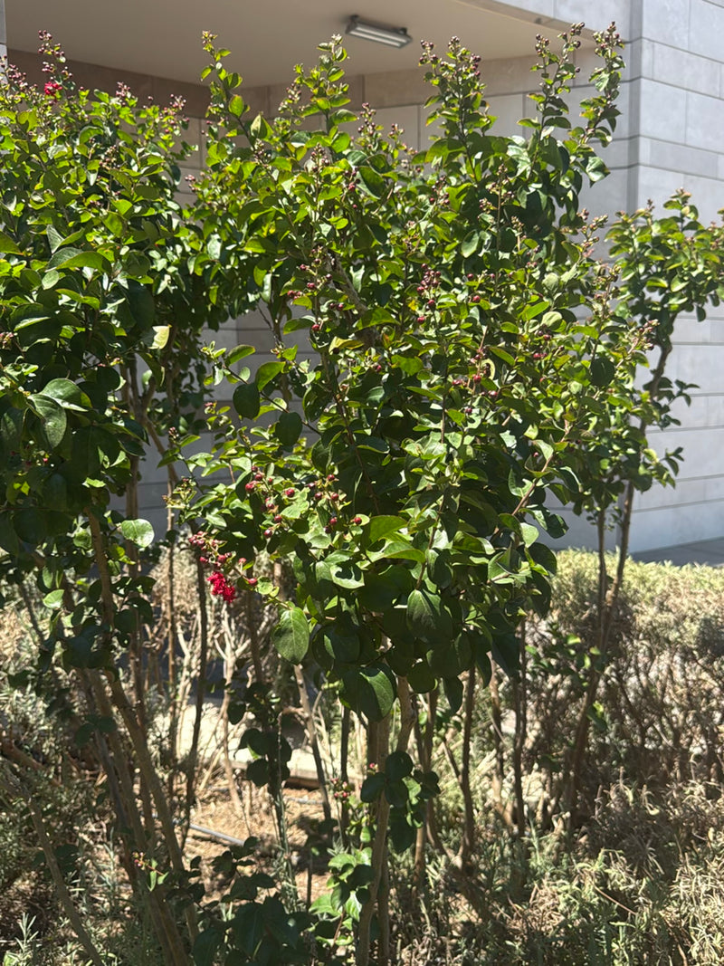 mirto crespo — Bild 2
