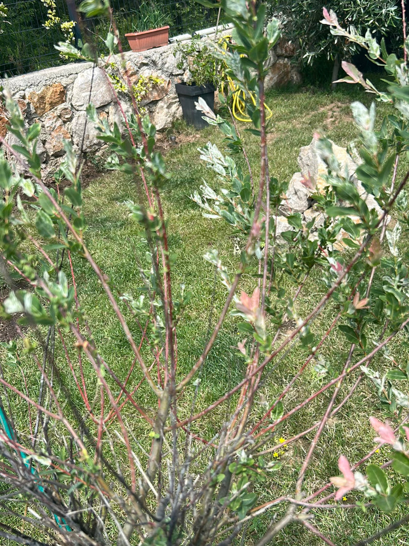 salice strisciante — Bild 1