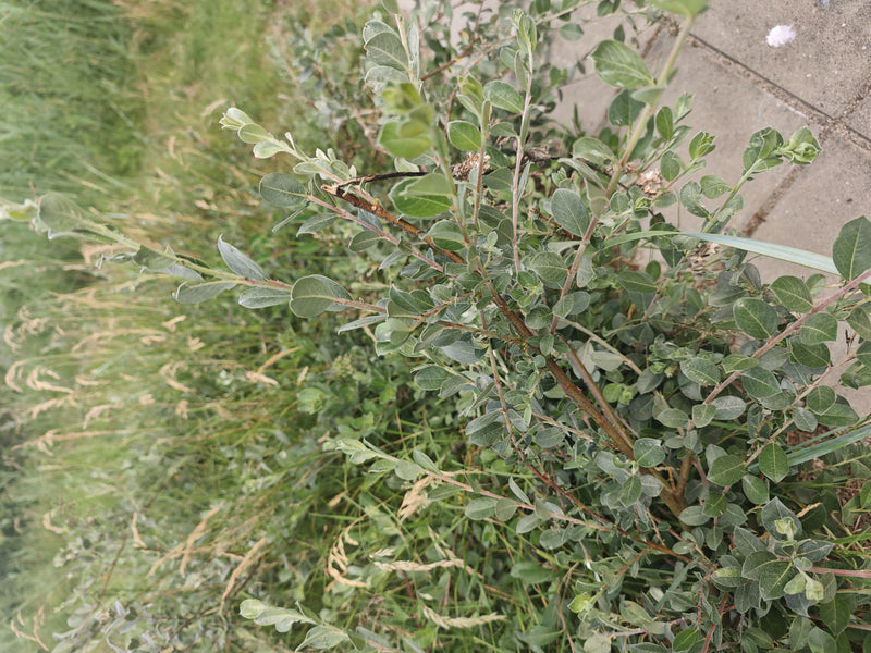 salice strisciante — foto 2 di 11