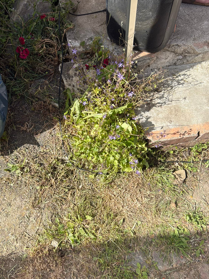 Campanula strisciante — Bild 3