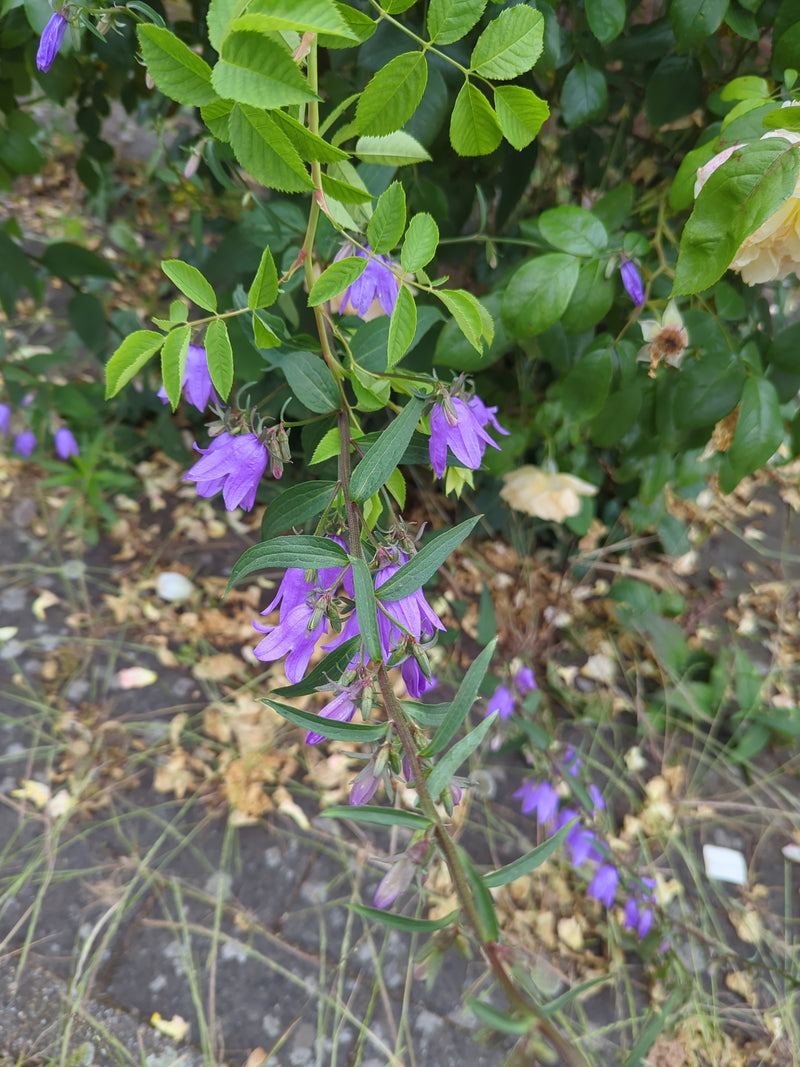 L'immagine mostra una campanula raponzolo con tipici fiori viola e foglie verdi. La pianta cresce in un ambiente naturale.