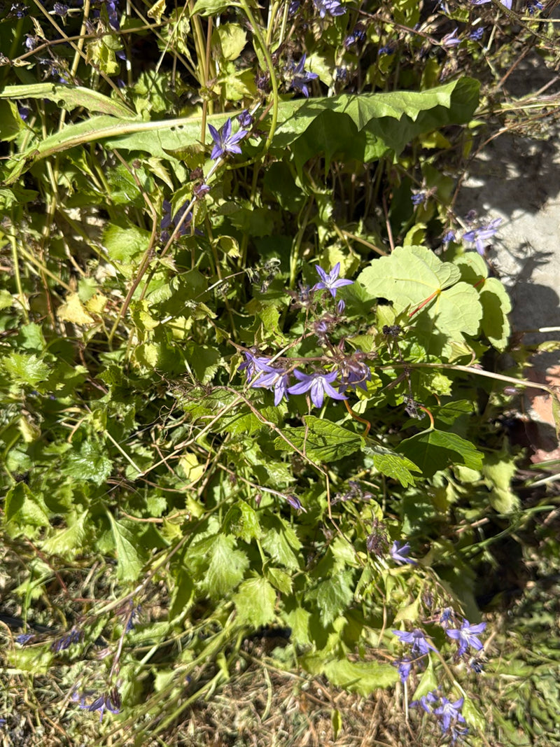 Campanula strisciante — Bild 2