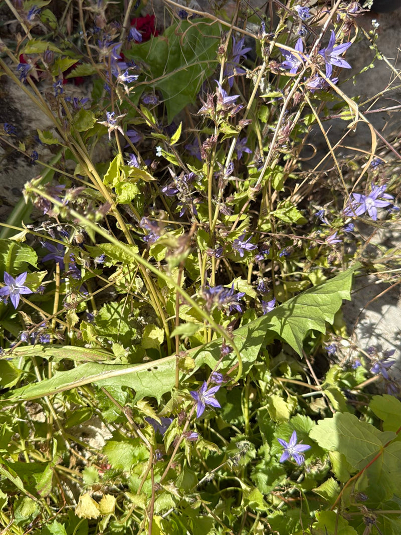 Campanula strisciante — Bild 1