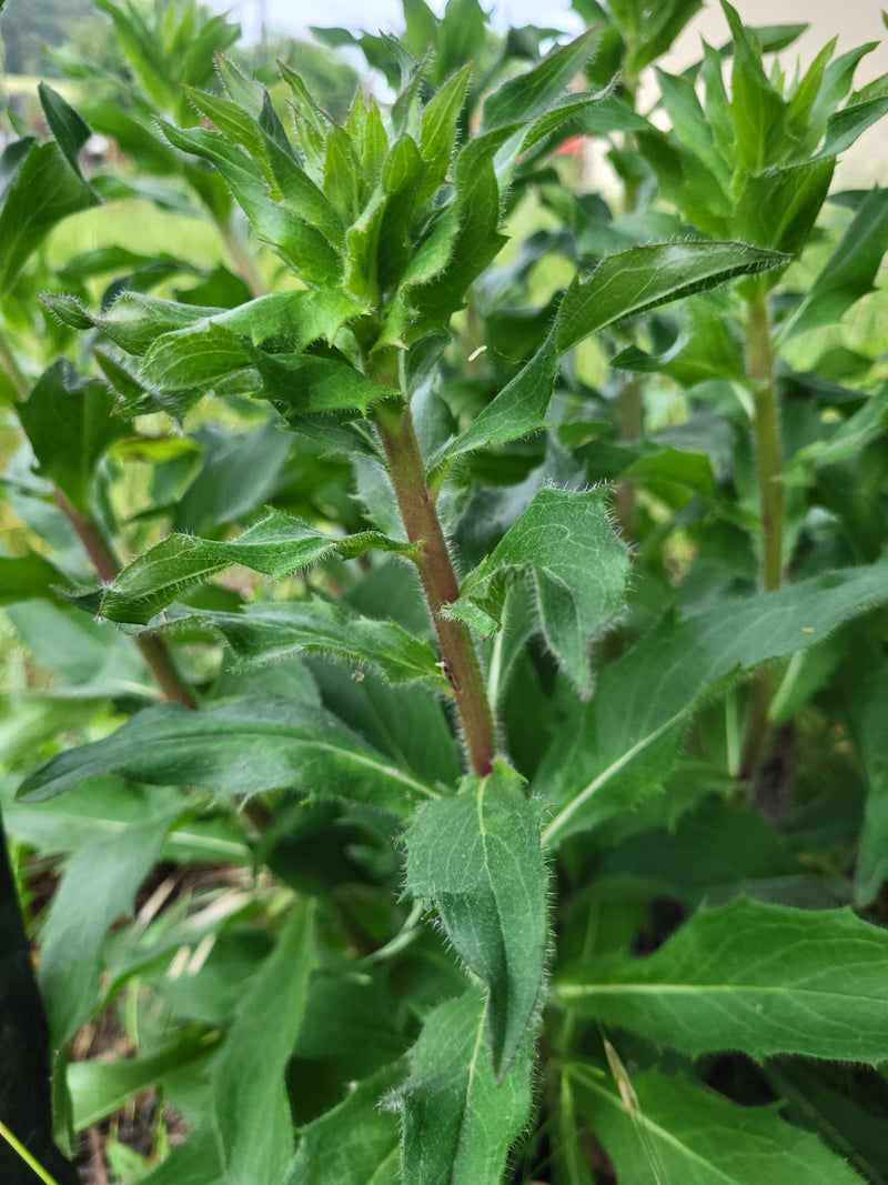 L'immagine mostra un primo piano dello stelo verde e delle foglie pelose della campanula raponzolo. La pianta cresce in un ambiente naturale.