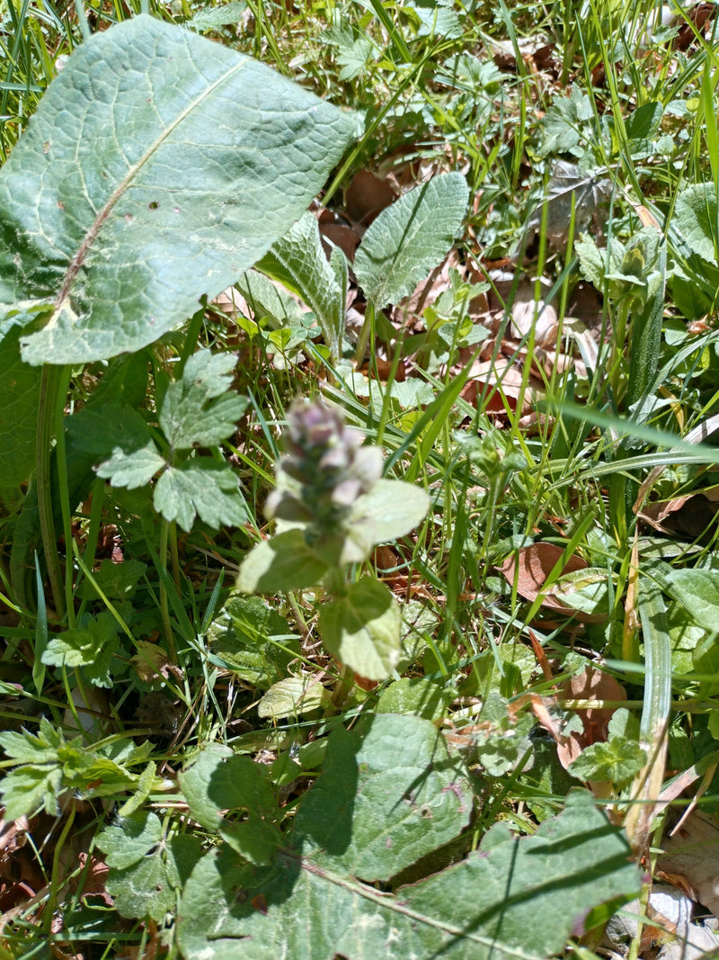 Si vede una piccola pianta di ajuga nel mezzo di un prato erboso. Il germoglio fiorito si trova centralmente tra varie altre foglie.