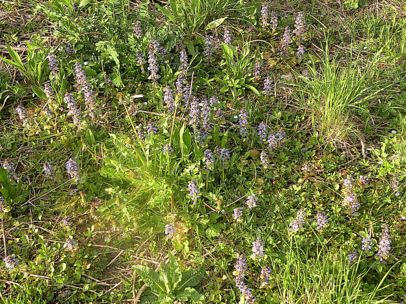 L'immagine mostra un gruppo di romice comune (Ajuga reptans) in fiore in un prato. Le infiorescenze blu sono chiaramente visibili tra l'erba.