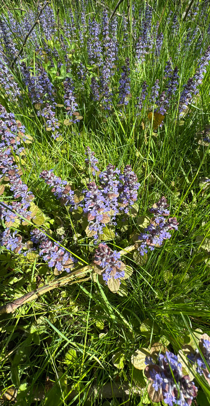 L'immagine mostra un denso gruppo di ajuga con fiori blu che crescono in un prato. Le piante si trovano in mezzo all'erba verde.