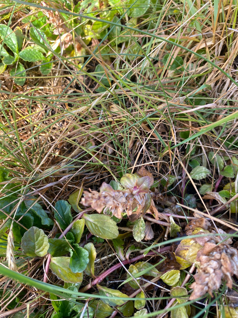 Si vede Ajuga reptans con le sue tipiche foglie basali e infiorescenze appassite in mezzo all'erba.